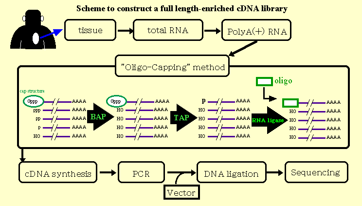 oligo